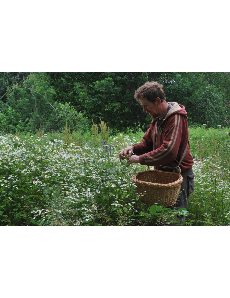 Les Plantes du chaos // Thierry Thevenin 