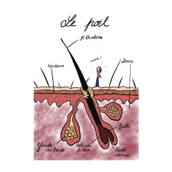 Les poils de la colère
