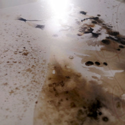 Poster d'une aquarelle de Martinefa "LYNX" - 29,7 x 42 cm (A3)